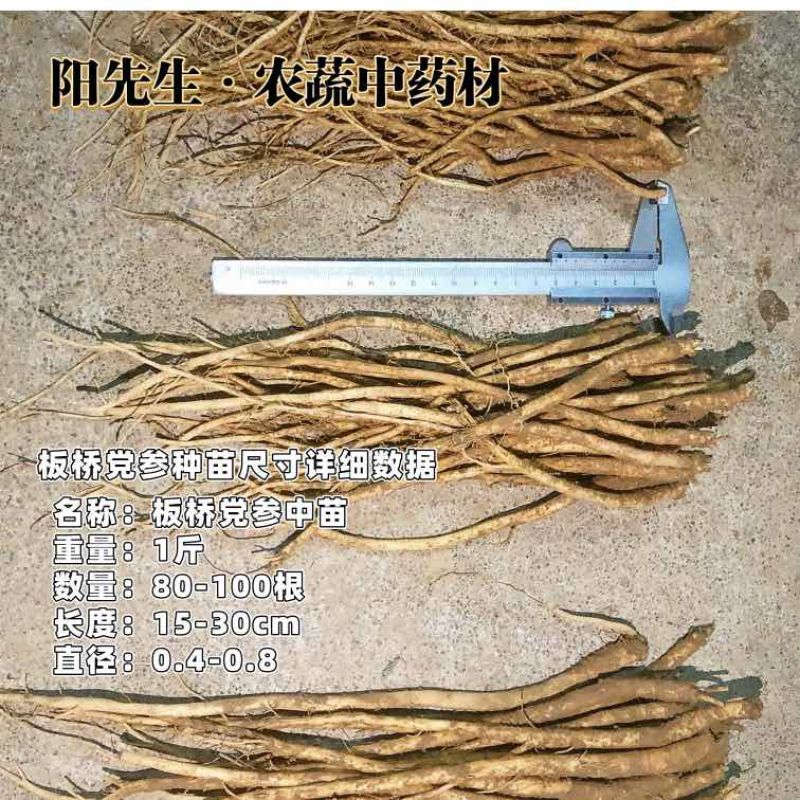 板桥党参种苗产新，货源充足，源头供应【党参苗、党参】