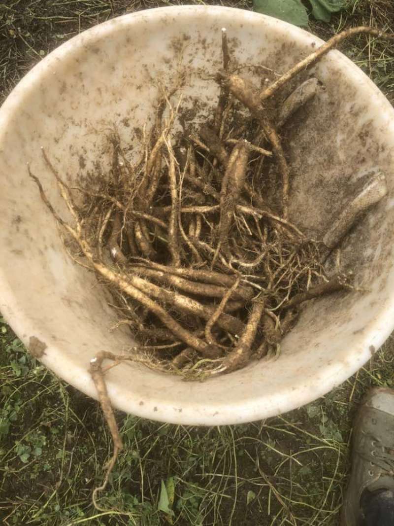 板桥党参鲜货特一级大条上新，药食同源，批发零售