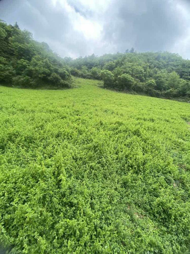 板桥党参鲜货特一级大条上新，药食同源，批发零售