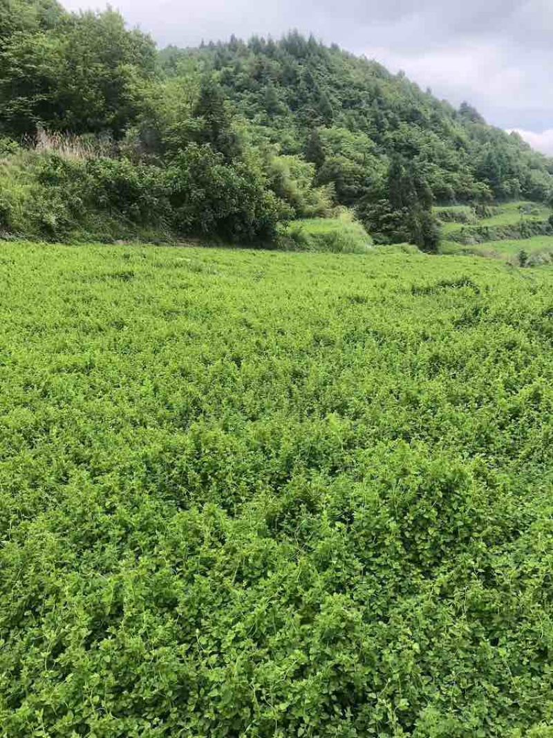 板桥党参鲜货特一级大条上新，药食同源，批发零售