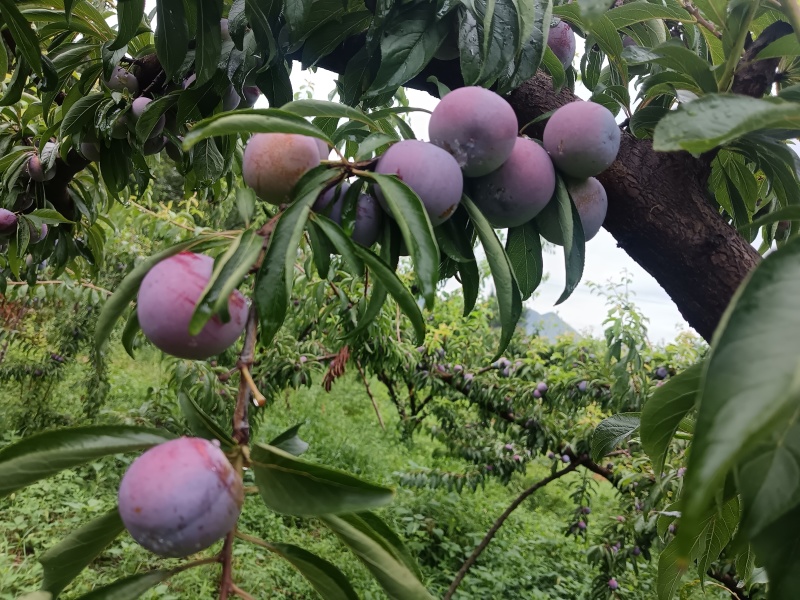 小脆红李子