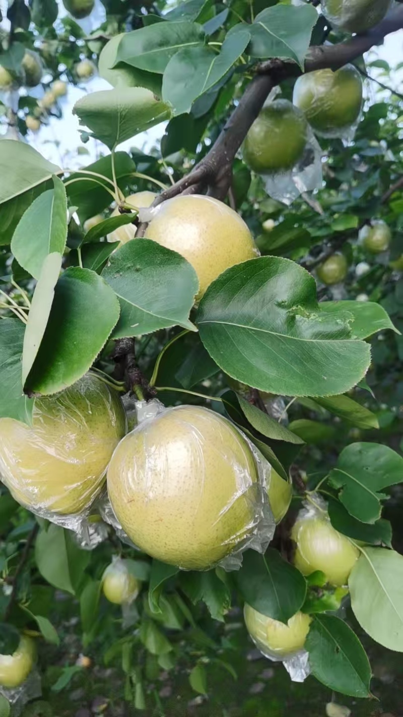 皇冠梨