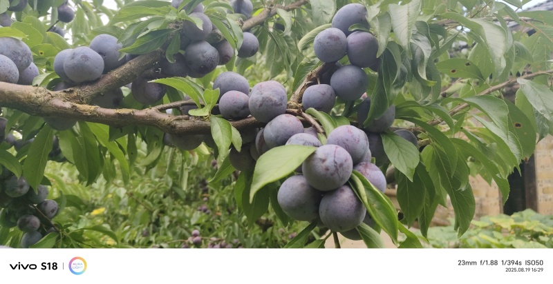高山脆红李。