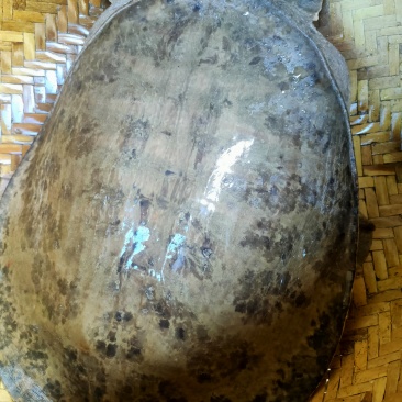 野生甲鱼