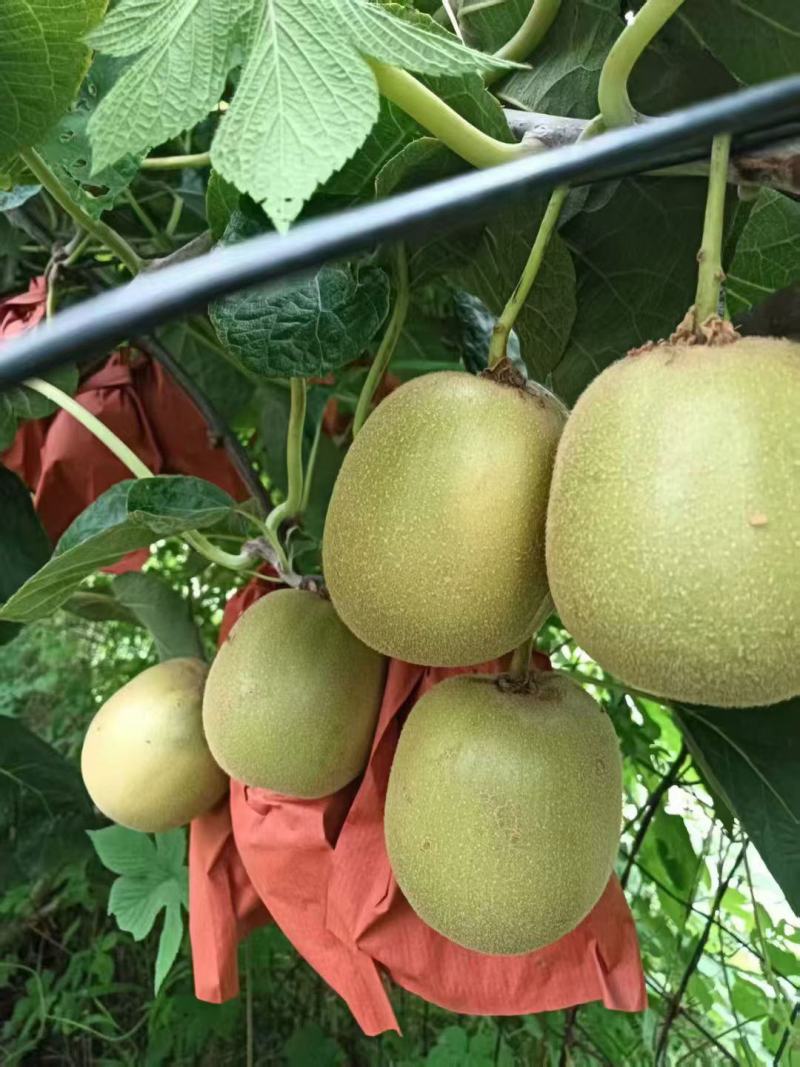 苍溪县红心猕猴桃