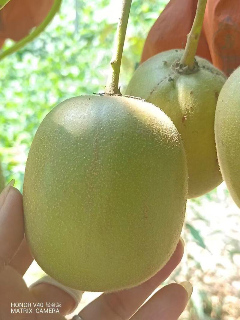 苍溪县红心猕猴桃