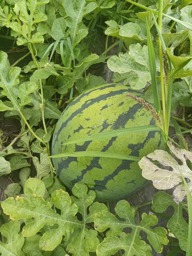 黑龙江西瓜