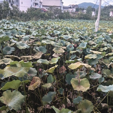 莲藕