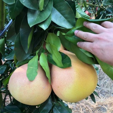 福建平和蜜柚