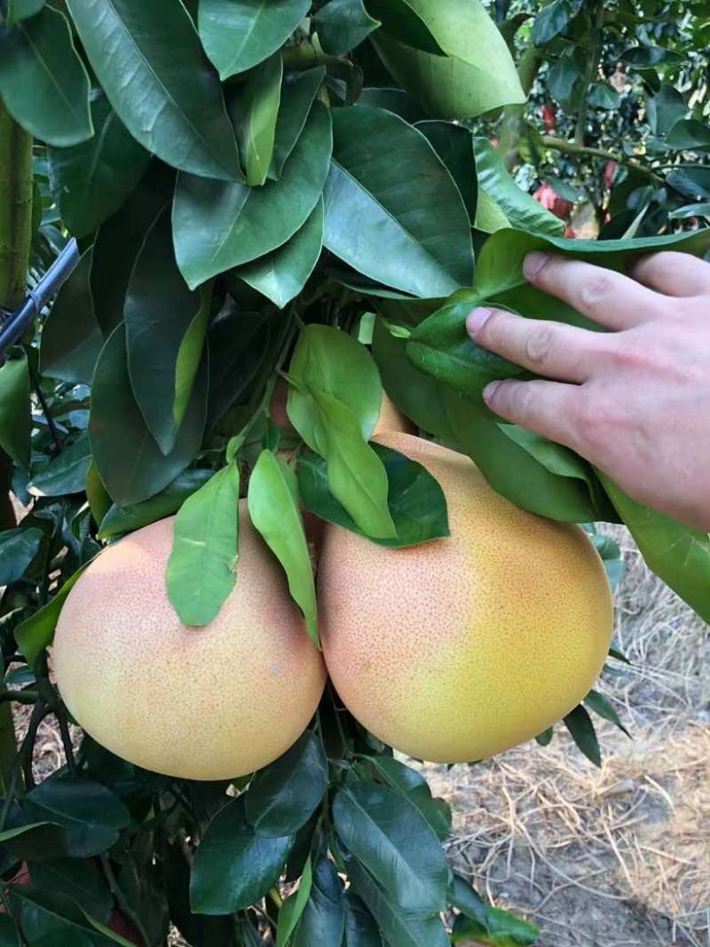 福建平和蜜柚
