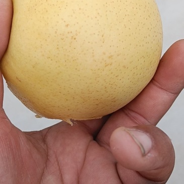 皇冠梨
