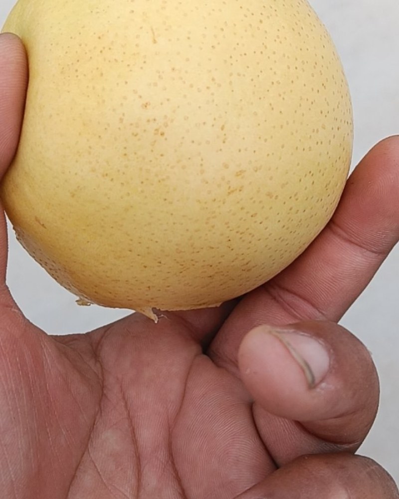 皇冠梨