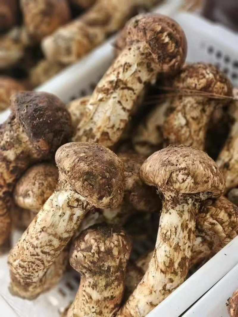 松茸