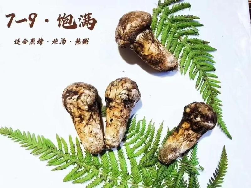 松茸