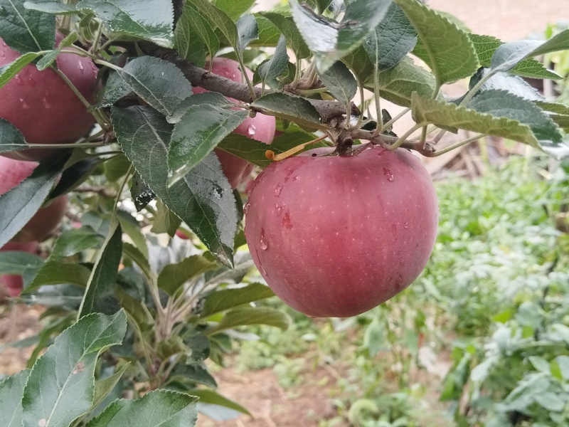 甘肃高山花牛苹果