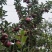 甘肃高山花牛苹果