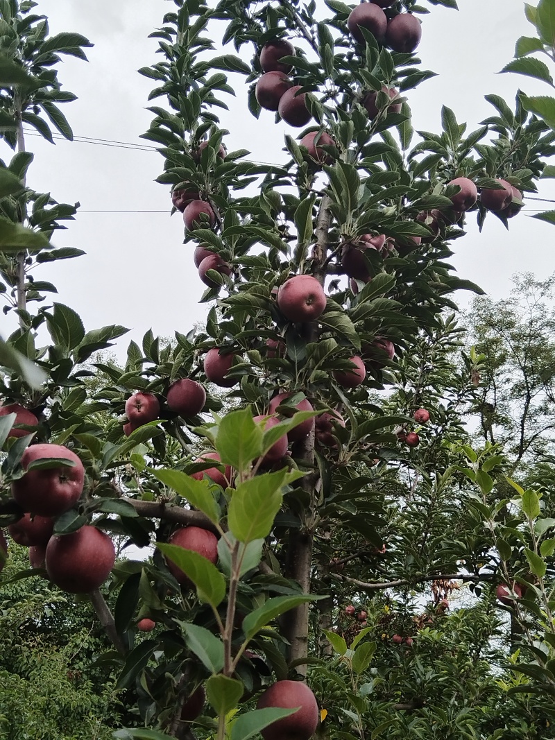 甘肃高山花牛苹果