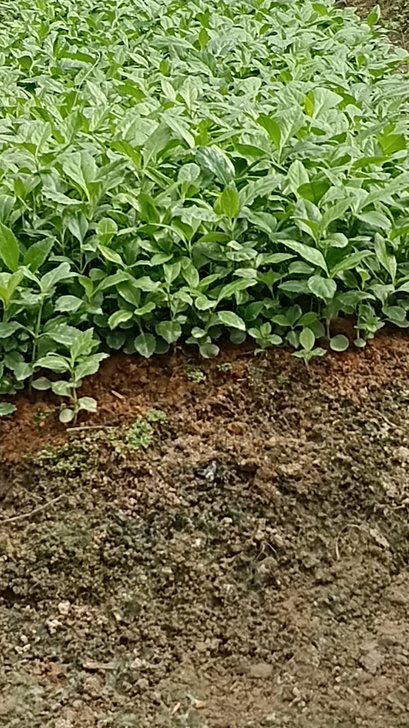 出售草珊瑚种苗，欢迎实地考察