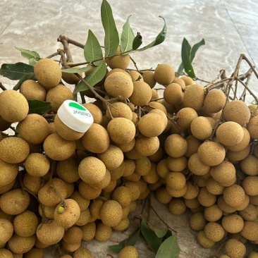 泸州桂圆