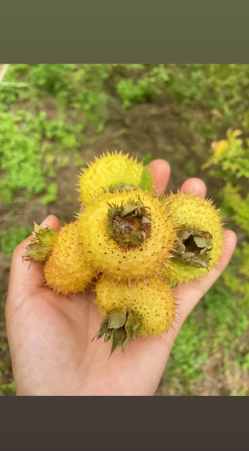 贵州刺梨