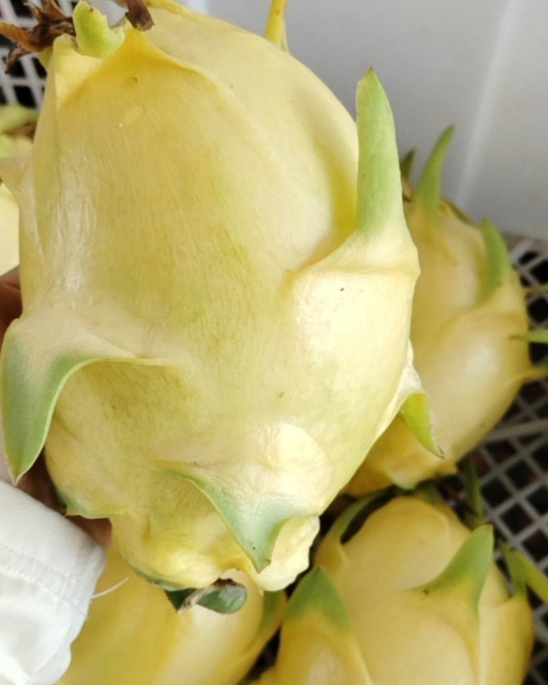 云南大理黄金龙黄皮白心火龙果
