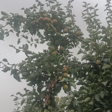 库尔勒香梨成熟倒计时大量有货