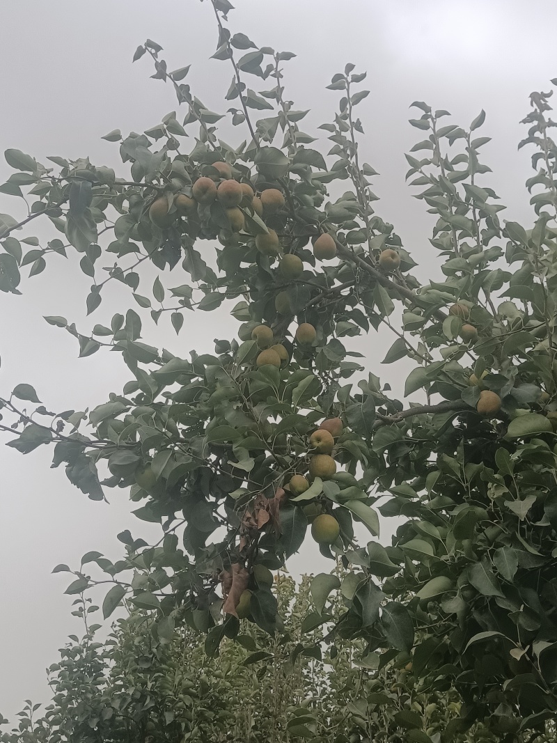 库尔勒香梨成熟倒计时大量有货