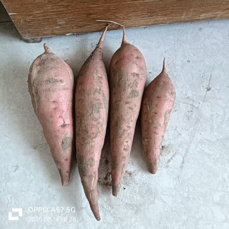 红薯，品种是烟薯25