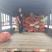 广西钦蜜9号百香果挖浆果饮料厂供应奶茶店供应