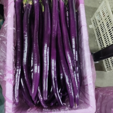 红线茄
