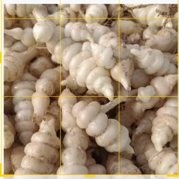 螺丝菜，宝塔菜，