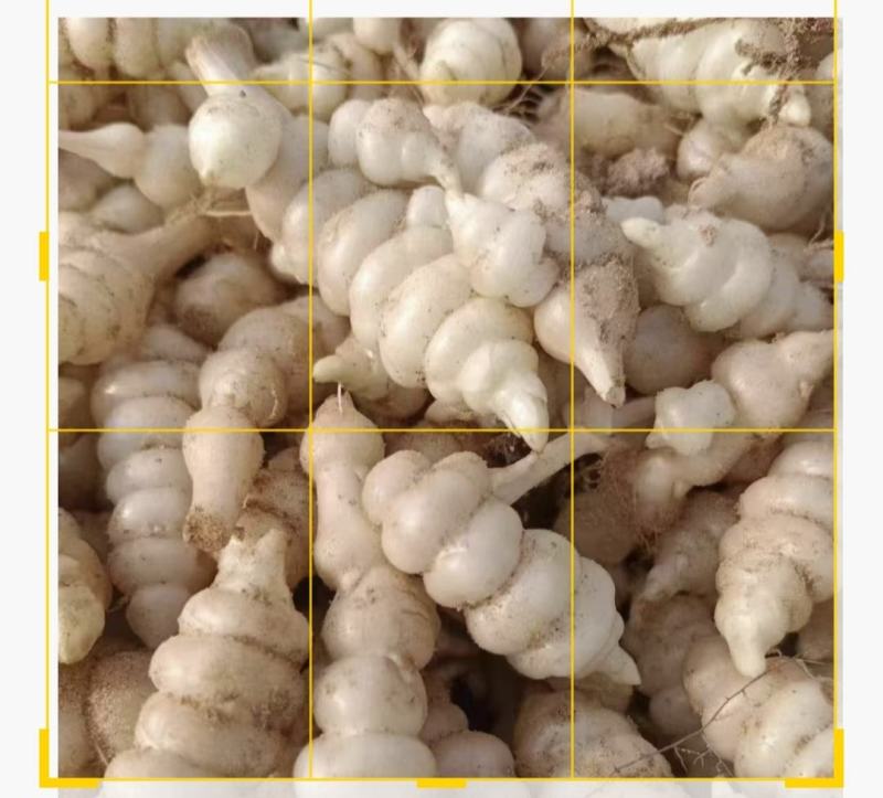 螺丝菜，宝塔菜，