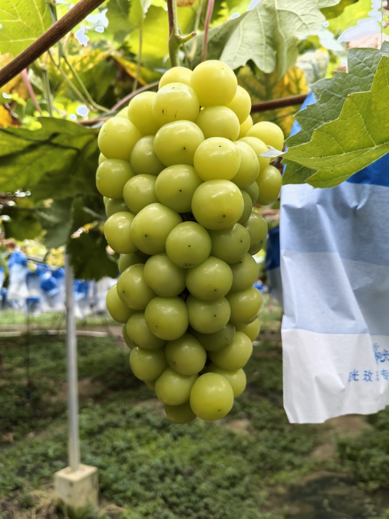 阳光玫瑰