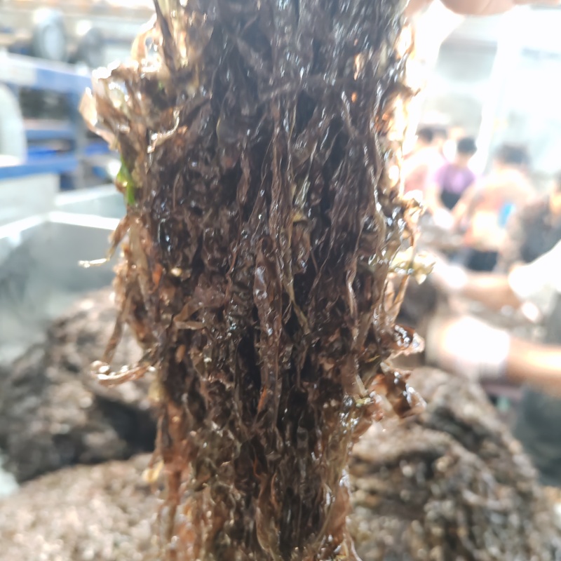 霞浦紫菜头水二水三水深海细嫩免洗优质凉拌煲汤福建干货霞浦特产