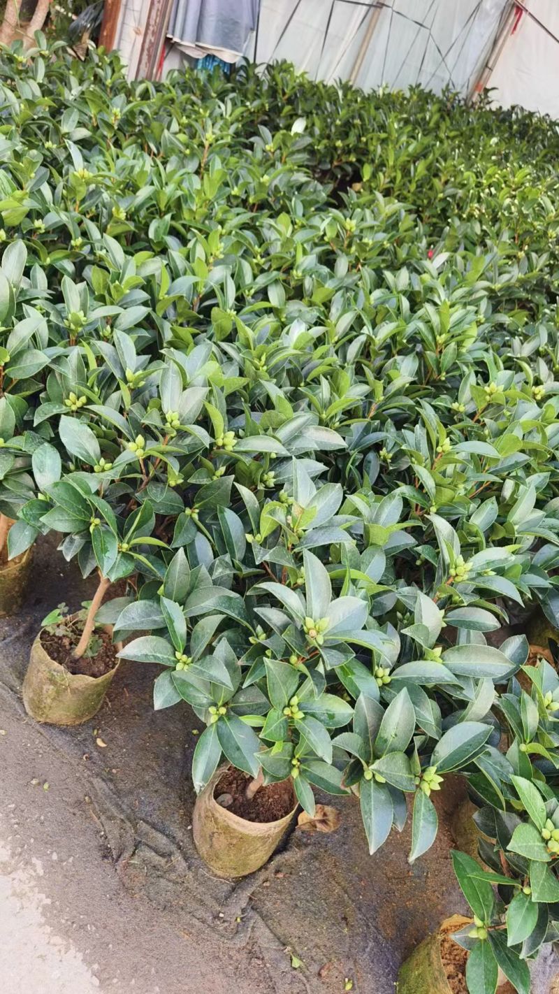 大小茶花苗