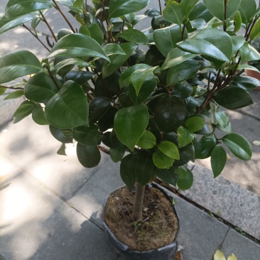 大小茶花苗