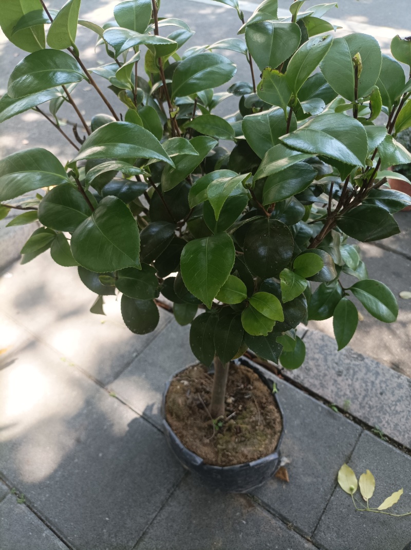 大小茶花苗