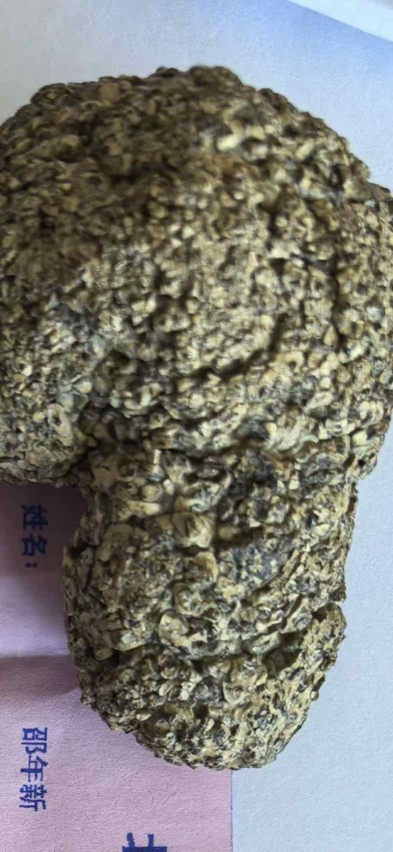 羊宝