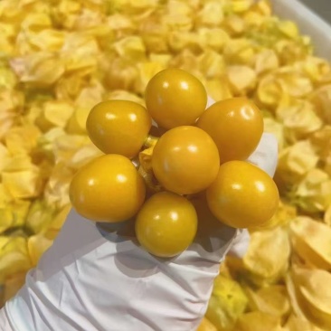 菇娘果（灯笼果）