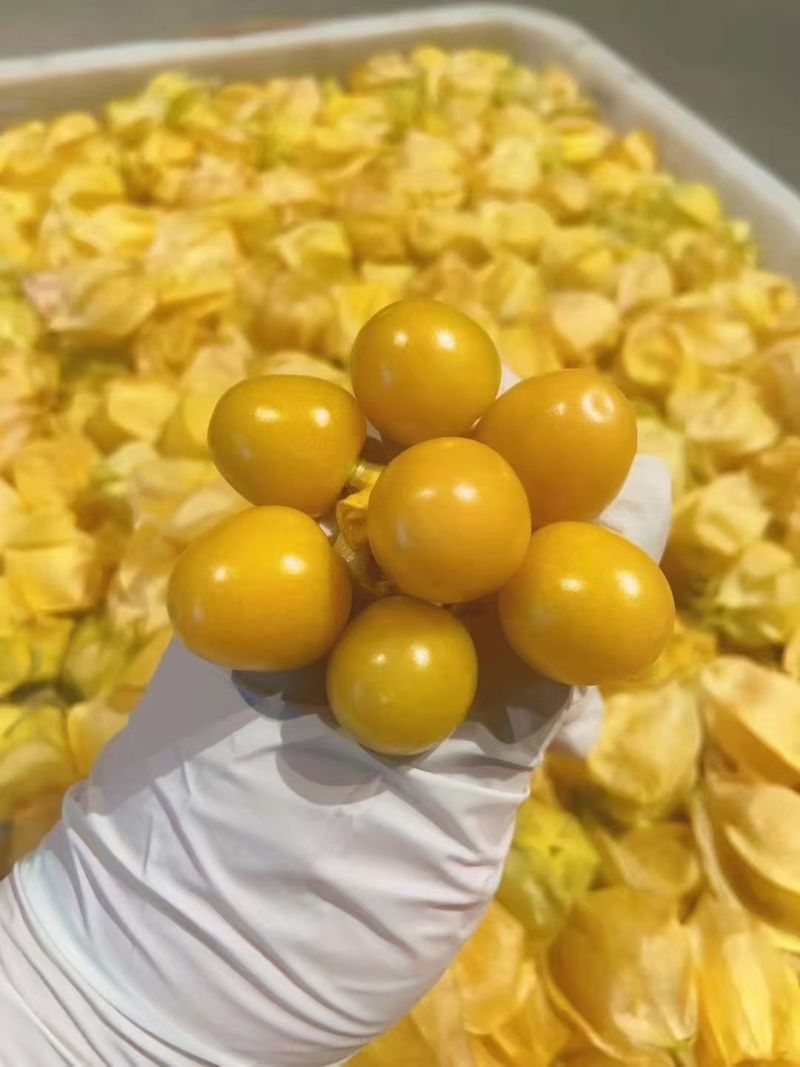 菇娘果（灯笼果）