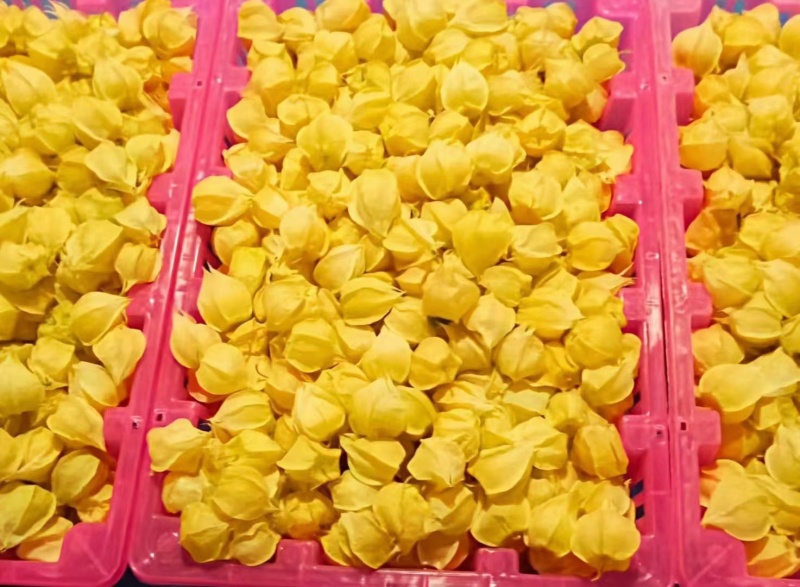 菇娘果（灯笼果）