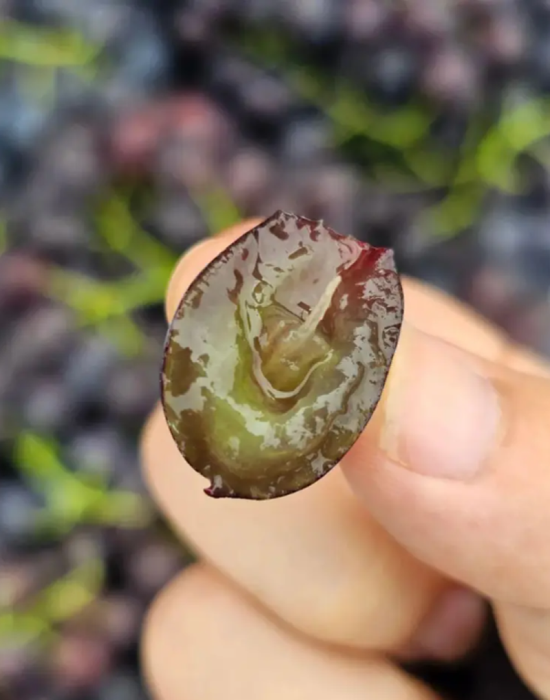 汉沽茶淀玫瑰香葡萄
