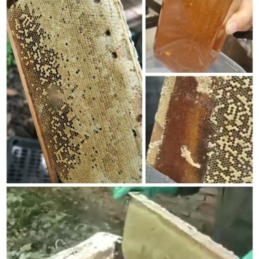 福建土蜂蜜