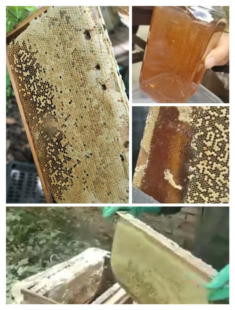 福建土蜂蜜