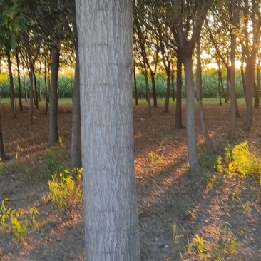 紫叶李树500棵，红枫200棵，金竹付叶西200棵，清地