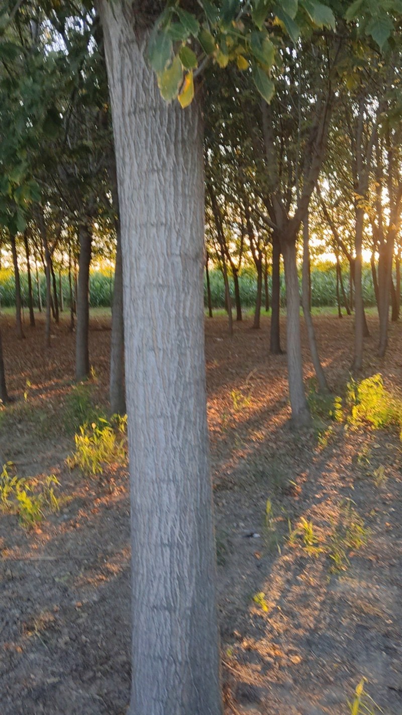紫叶李树500棵，红枫200棵，金竹付叶西200棵，清地
