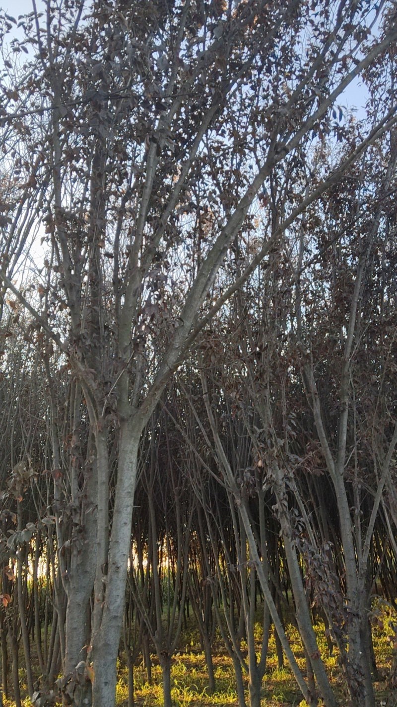 紫叶李树500棵，红枫200棵，金竹付叶西200棵，清地