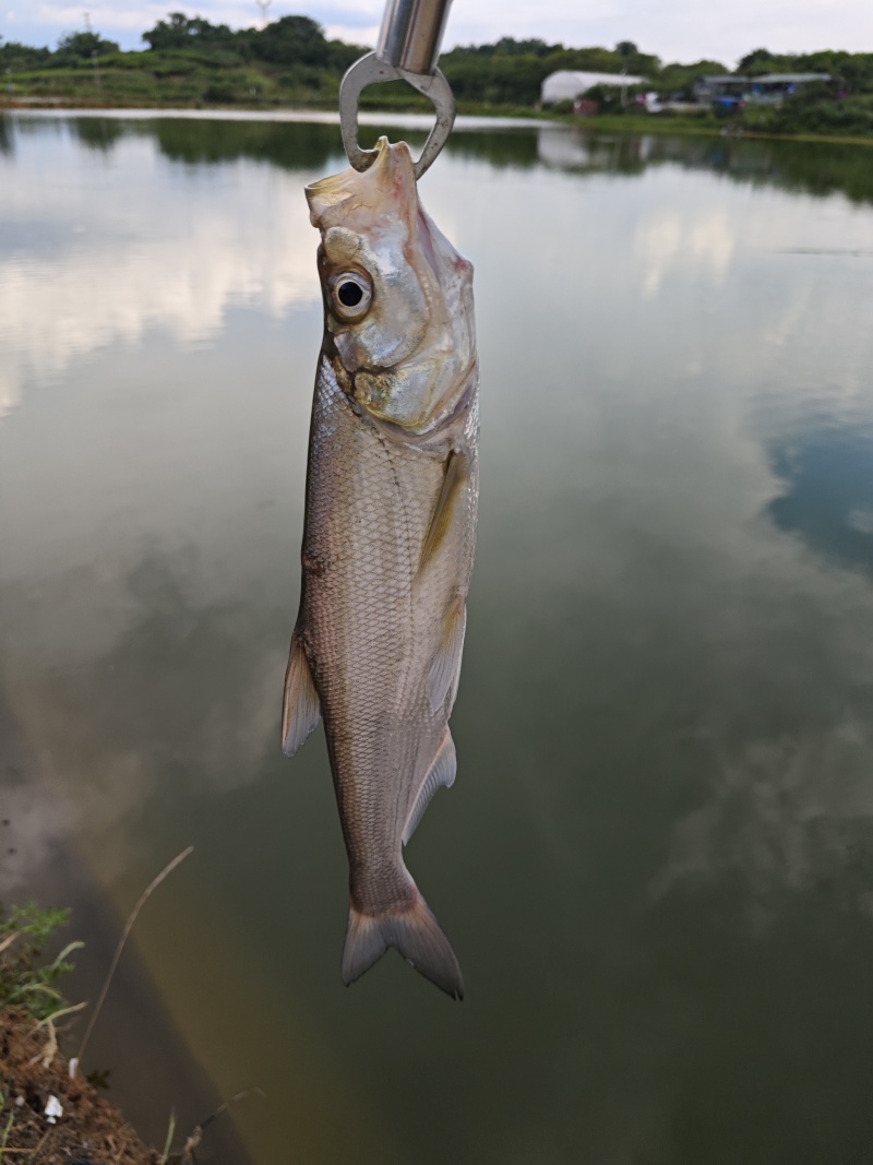 翘嘴