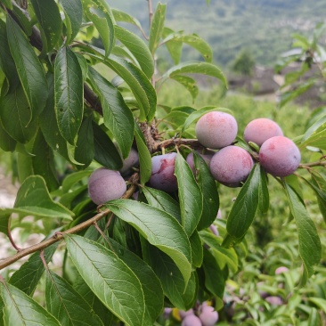 脆红李