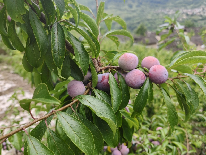 脆红李